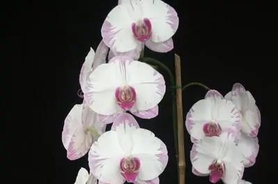 Le Paradis des orchidées