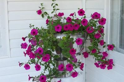 Fleurs