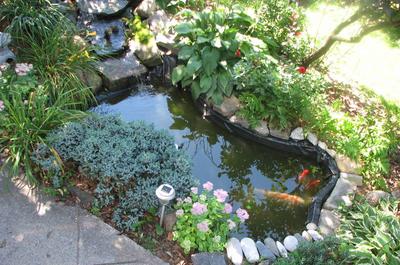 Jardin d'eau avec poissons