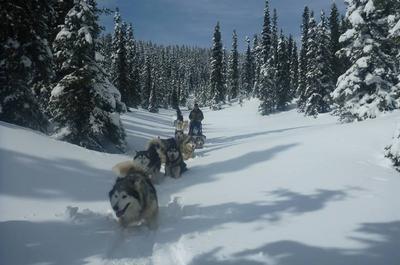 Expédition chiens de traîneaux
