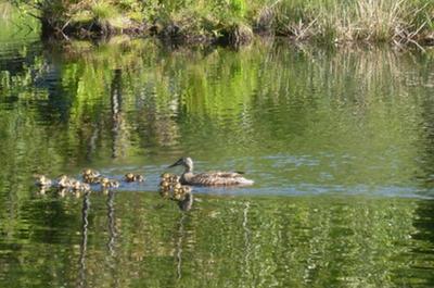 Famille de canard