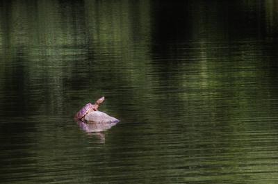 La fameuse tortue