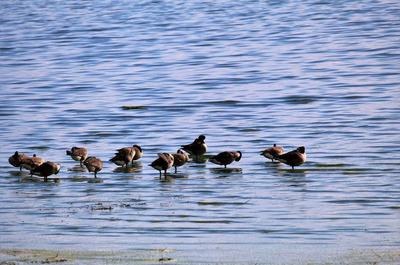 Oiseaux et lac Champlain