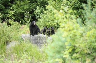 Observation de l'ours   © A.Lauzon