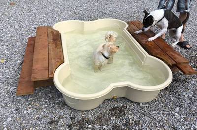 Piscine pour les chiens