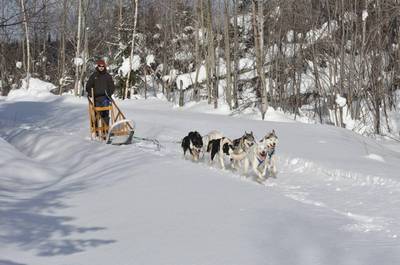 Traîneau à chiens