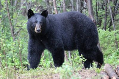 Ours noir   © A.Boucher