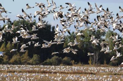 Chasse aux migrateurs   © A.Boucher