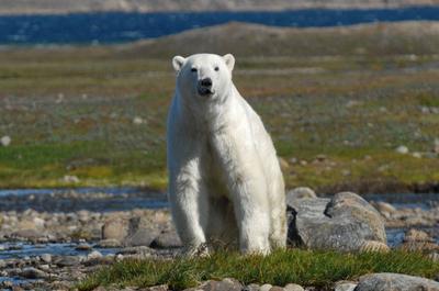 Ours polaire