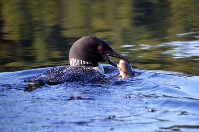 Le huard